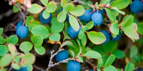 Kako razmnožavati borovnice: reznice, raslojavanje, podjela grma, vrijeme